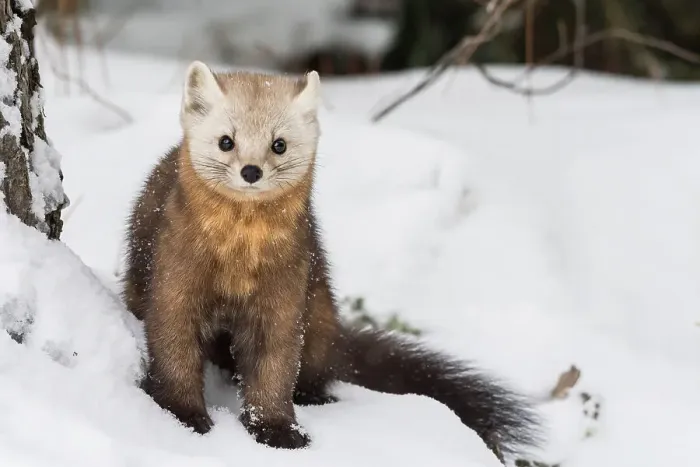 Framed Print : American Marten (Martes americana), Algonquin Provincial Park, Ontario, Canada Framed Print : American Marten (Martes americana), Algonquin Provincial Park, Ontario, Canada