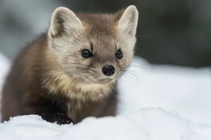 Framed Print : American Marten (Martes americana), Algonquin Provincial Park, Ontario, Canada