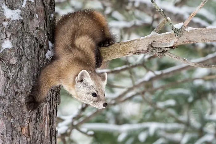 Framed Print : American Marten (Martes americana), Algonquin Provincial Park, Ontario, Canada Framed Print : American Marten (Martes americana), Algonquin Provincial Park, Ontario, Canada