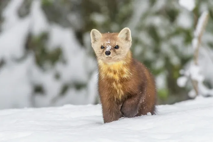 Framed Print : American Marten (Martes americana), Algonquin Provincial Park, Ontario, Canada Framed Print : American Marten (Martes americana), Algonquin Provincial Park, Ontario, Canada