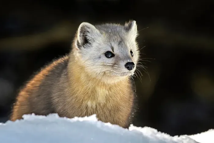 Framed Print : American Marten (Martes americana) in winter, Algonquin Provincial Park, Ontario, Canada Framed Print : American Marten (Martes americana) in winter, Algonquin Provincial Park, Ontario, Canada