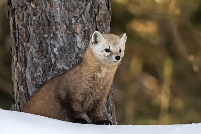 Framed Print : American Marten (Martes americana) in winter, Algonquin Provincial Park, Ontario, Canada Framed Print : American Marten (Martes americana) in winter, Algonquin Provincial Park, Ontario, Canada