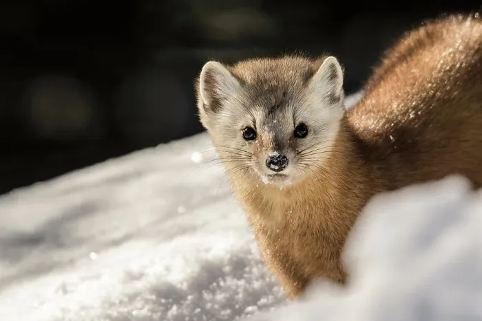Framed Print : American Marten (Martes americana) in winter, Algonquin Provincial Park, Ontario, Canada Framed Print : American Marten (Martes americana) in winter, Algonquin Provincial Park, Ontario, Canada