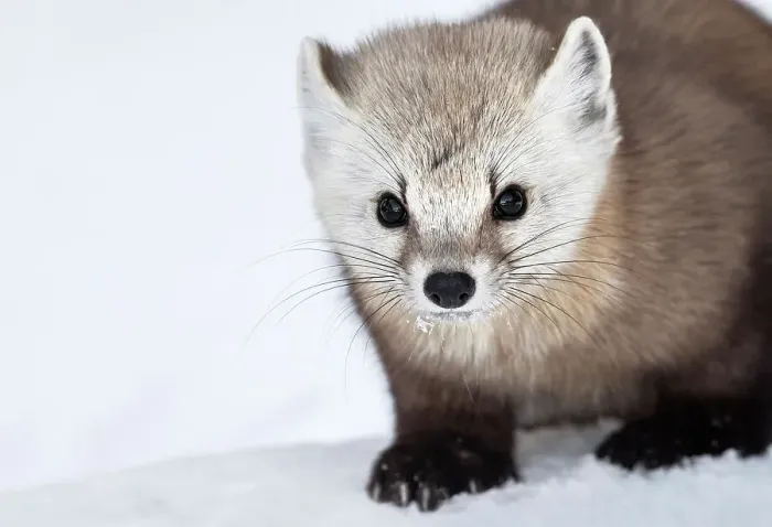 Framed Print : American Marten (Martes americana) in winter, Algonquin Provincial Park, Ontario, Canada Framed Print : American Marten (Martes americana) in winter, Algonquin Provincial Park, Ontario, Canada