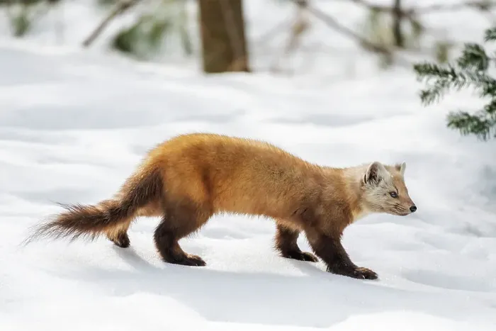 Framed Print : American Marten (Martes americana) in winter, Algonquin Provincial Park, Ontario, Canada Framed Print : American Marten (Martes americana) in winter, Algonquin Provincial Park, Ontario, Canada