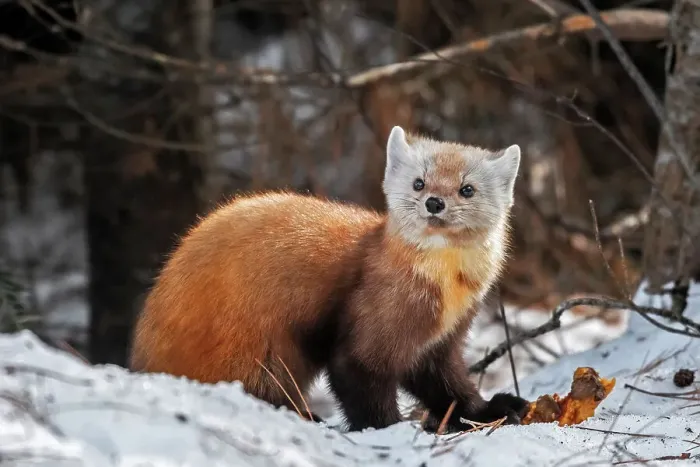 Framed Print : American Marten (Martes americana) in winter, Algonquin Provincial Park, Ontario, Canada Framed Print : American Marten (Martes americana) in winter, Algonquin Provincial Park, Ontario, Canada
