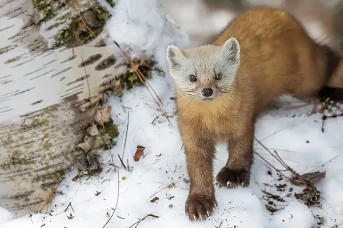 Framed Print : American Marten (Martes americana) in winter, Algonquin Provincial Park, Ontario, Canada Framed Print : American Marten (Martes americana) in winter, Algonquin Provincial Park, Ontario, Canada