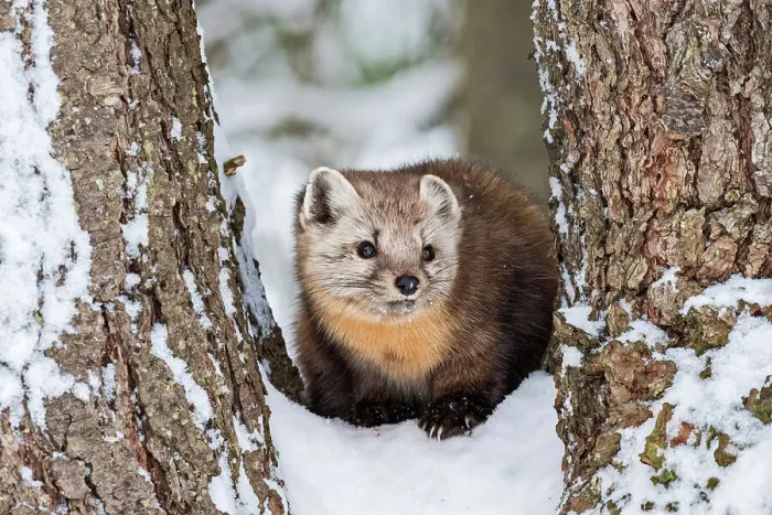 Framed Print : American Marten (Martes americana) in winter, Algonquin Provincial Park, Ontario, Canada Framed Print : American Marten (Martes americana) in winter, Algonquin Provincial Park, Ontario, Canada