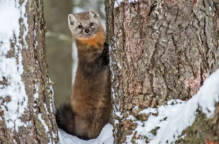 Framed Print : American Marten (Martes americana) in winter, Algonquin Provincial Park, Ontario, Canada Framed Print : American Marten (Martes americana) in winter, Algonquin Provincial Park, Ontario, Canada