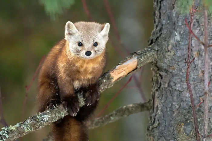 Framed Print : American Marten (Martes americana) in winter, Algonquin Provincial Park, Ontario, Canada Framed Print : American Marten (Martes americana) in winter, Algonquin Provincial Park, Ontario, Canada