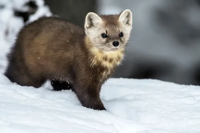 Framed Print : American Marten (Martes americana) in winter, Algonquin Provincial Park, Ontario, Canada Framed Print : American Marten (Martes americana) in winter, Algonquin Provincial Park, Ontario, Canada