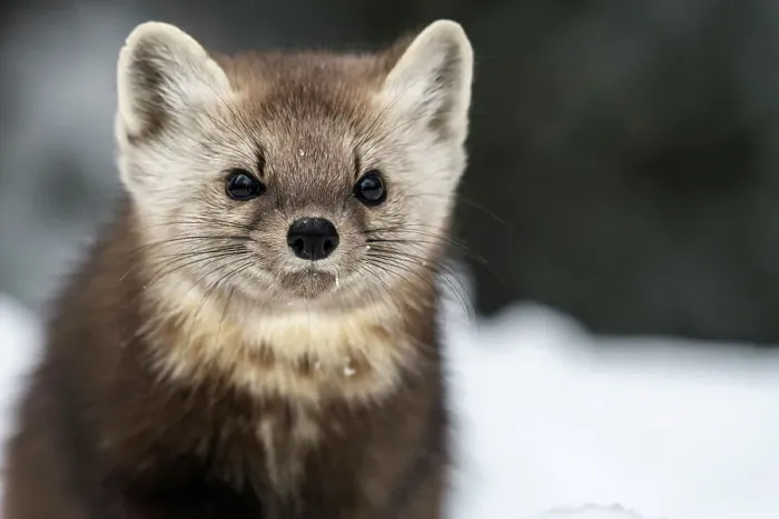 Framed Print : American Marten (Martes americana) in winter, Algonquin Provincial Park, Ontario, Canada Framed Print : American Marten (Martes americana) in winter, Algonquin Provincial Park, Ontario, Canada