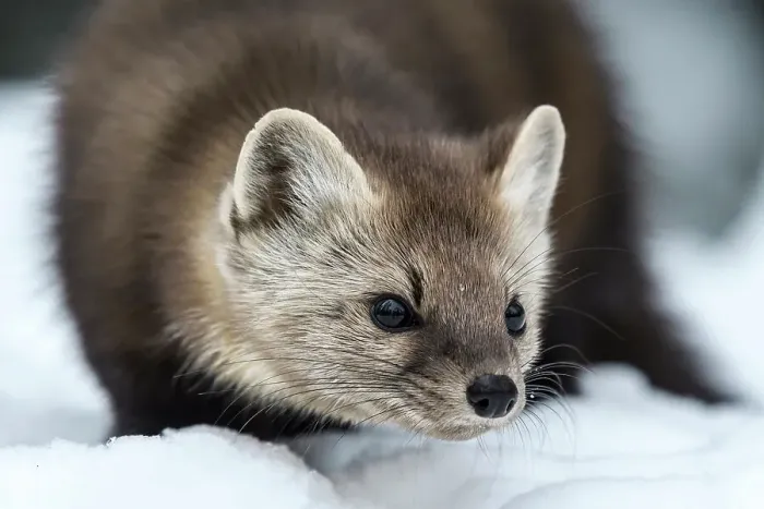 Framed Print : American Marten (Martes americana) in winter, Algonquin Provincial Park, Ontario, Canada Framed Print : American Marten (Martes americana) in winter, Algonquin Provincial Park, Ontario, Canada