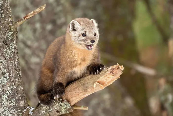 Framed Print : American Marten (Martes americana) in winter, Algonquin Provincial Park, Ontario, Canada Framed Print : American Marten (Martes americana) in winter, Algonquin Provincial Park, Ontario, Canada