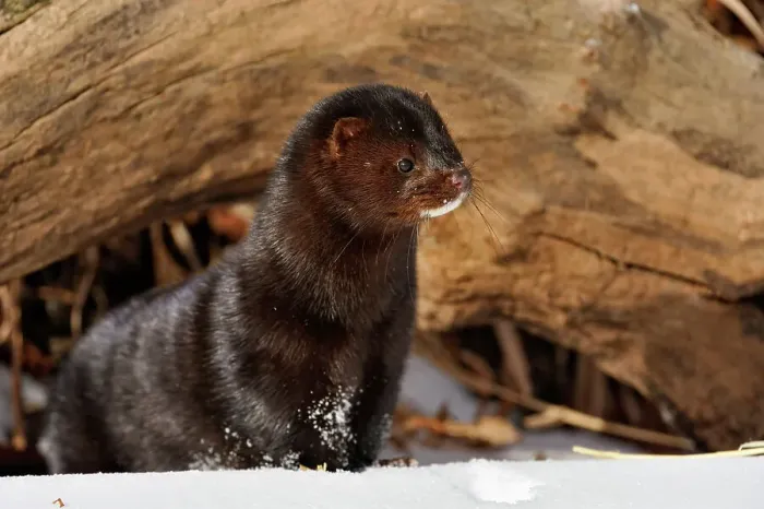 Framed Print : American mink (Neovison vison) Winter habitat, Bozeman, Montana, USA