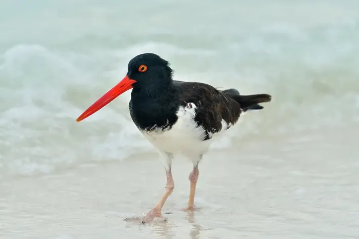 Framed Print : American Oystercatcher (Haematopus palliatus), Galapagos Islands National Park, Espanola (Hood) Island, Gardner Bay, Ecuador Framed Print : American Oystercatcher (Haematopus palliatus), Galapagos Islands National Park, Espanola (Hood) Island, Gardner Bay, Ecuador