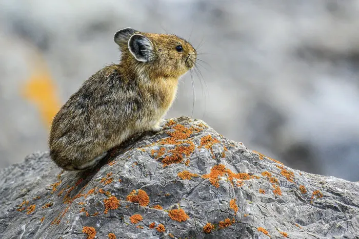 Framed Print : American pika (Ochotona princeps), Jasper National Park, Alberta, Canada Framed Print : American pika (Ochotona princeps), Jasper National Park, Alberta, Canada