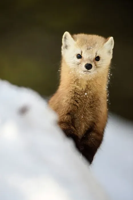 Framed Print : American pine marten (Martes americana) in winter, Algonquin Provincial Park, Ontario, Canada Framed Print : American pine marten (Martes americana) in winter, Algonquin Provincial Park, Ontario, Canada