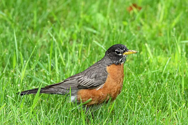 American robin (Turdus migratorius) on grass Winnipeg, Manitoba, Canada