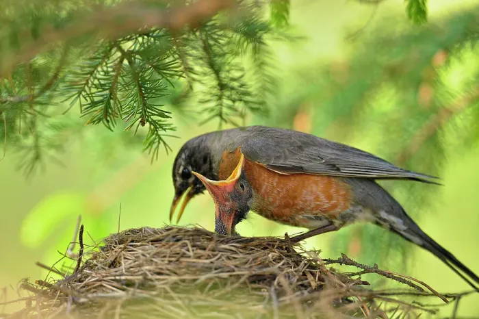 Framed Print : American robin (Turdus migratorius) Adult and gaping baby, Greater Sudbury, Ontario, Canada Framed Print : American robin (Turdus migratorius) Adult and gaping baby, Greater Sudbury, Ontario, Canada