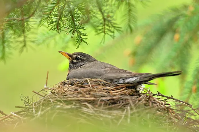 Framed Print : American robin (Turdus migratorius) Adult incubating eggs, Greater Sudbury, Ontario, Canada Framed Print : American robin (Turdus migratorius) Adult incubating eggs, Greater Sudbury, Ontario, Canada