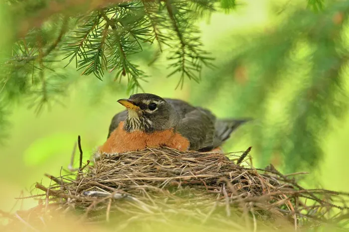Framed Print : American robin (Turdus migratorius) Adult sitting with young, Greater Sudbury, Ontario, Canada Framed Print : American robin (Turdus migratorius) Adult sitting with young, Greater Sudbury, Ontario, Canada