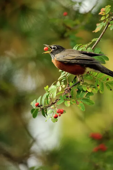 Framed Print : American robin (Turdus migratorius) foraging for mountain ash berries, Greater Sudbury, Ontario, Canada Framed Print : American robin (Turdus migratorius) foraging for mountain ash berries, Greater Sudbury, Ontario, Canada