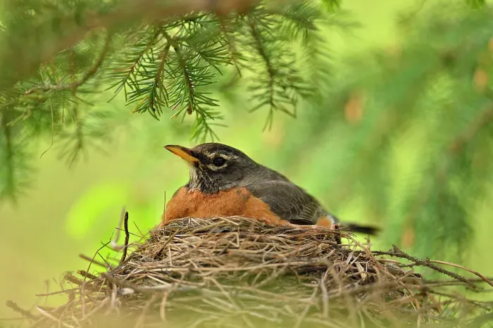 Framed Print : American robin (Turdus migratorius) Parent sitting on nest with young, Greater Sudbury, Ontario, Canada Framed Print : American robin (Turdus migratorius) Parent sitting on nest with young, Greater Sudbury, Ontario, Canada