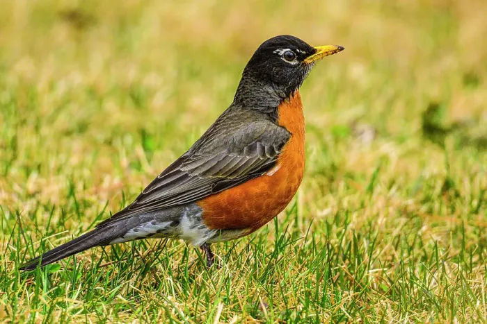 Framed Print : American robin (Turdus migrtorius), Greater Sudbury, Ontario, Canada Framed Print : American robin (Turdus migrtorius), Greater Sudbury, Ontario, Canada