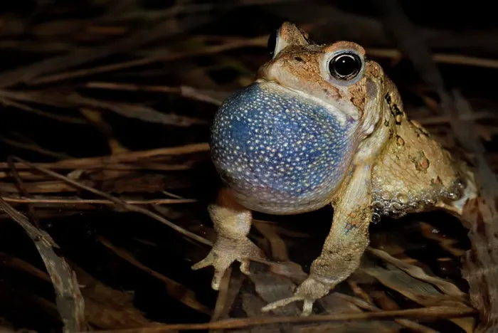 Framed Print : American toad (Anaxyrus americanus) male with vocal sac fully inflated while singing in vernal pond at night during the spring breeding season, Thornton, Ontario, Canada
