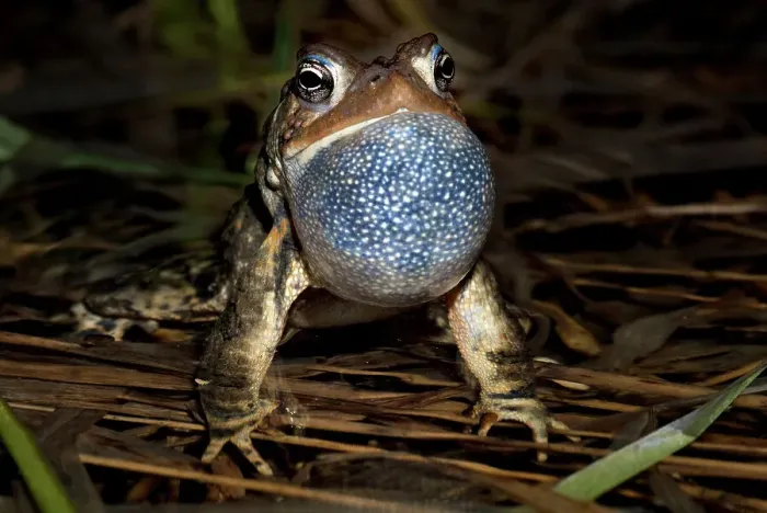 Framed Print : American toad (Anaxyrus americanus) male with vocal sac fully inflated while singing in vernal pond at night during the spring breeding season, Thornton, Ontario, Canada