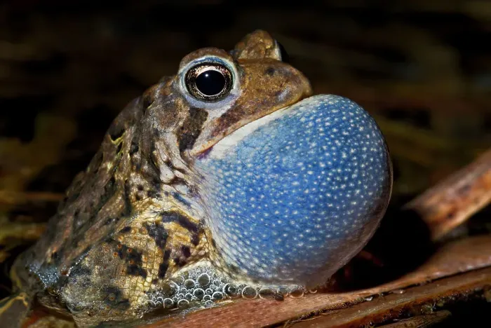 Framed Print : American toad (Anaxyrus americanus) male with vocal sac fully inflated while singing in vernal pond at night during the spring breeding season, Thornton, Ontario, Canada Framed Print : American toad (Anaxyrus americanus) male with vocal sac fully inflated while singing in vernal pond at night during the spring breeding season, Thornton, Ontario, Canada