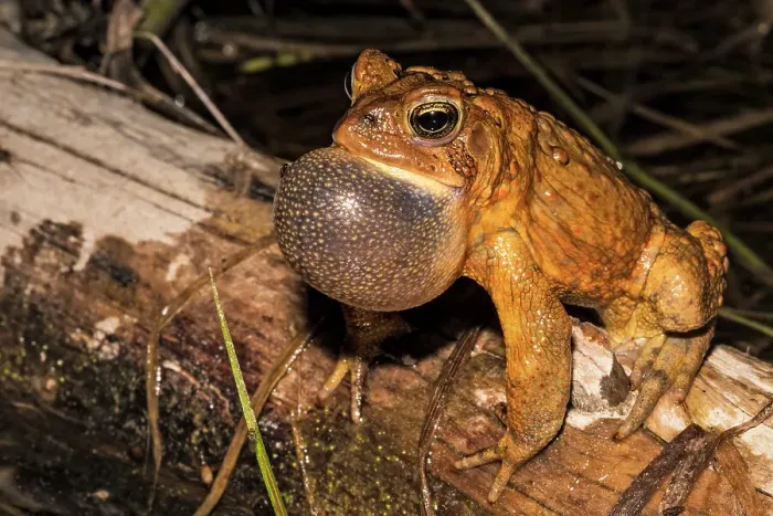 Framed Print : American toad (Anaxyrus americanus) male with vocal sac fully inflated while singing in vernal pond at night during the spring breeding season, Thornton, Ontario, Canada