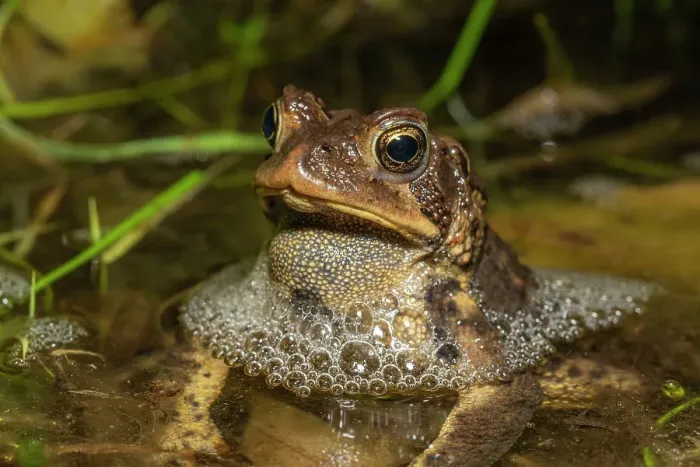 Framed Print : American toad (Anaxyrus americanus) in vernal pond at night during the spring breeding season, Thornton, Ontario, Canada Framed Print : American toad (Anaxyrus americanus) in vernal pond at night during the spring breeding season, Thornton, Ontario, Canada