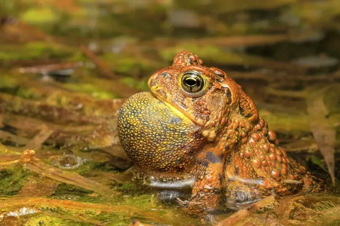 Framed Print : American Toad (Anaxyrus americanus) with vocal sac inflated while chorusing in a vernal pond at night, Thornton, Ontario, Canada Framed Print : American Toad (Anaxyrus americanus) with vocal sac inflated while chorusing in a vernal pond at night, Thornton, Ontario, Canada