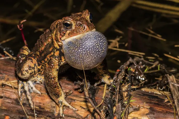 Framed Print : American Toad (Anaxyrus americanus) with vocal sac inflated while chorusing in a vernal pond at night, Thornton, Ontario, Canada Framed Print : American Toad (Anaxyrus americanus) with vocal sac inflated while chorusing in a vernal pond at night, Thornton, Ontario, Canada