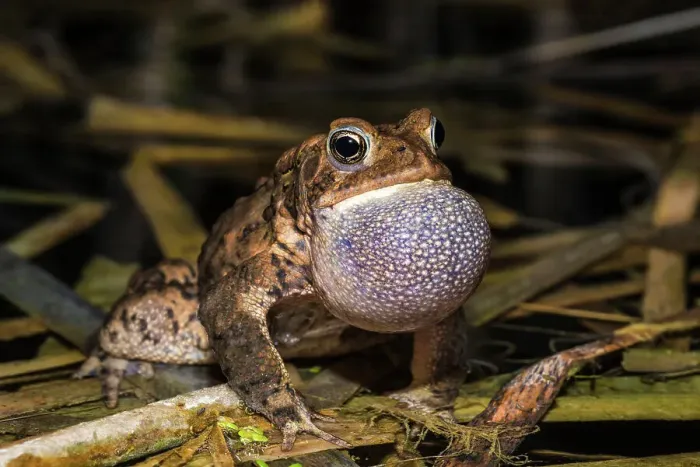 Framed Print : American Toad (Anaxyrus americanus) with vocal sac inflated while chorusing in a vernal pond at night, Thornton, Ontario, Canada Framed Print : American Toad (Anaxyrus americanus) with vocal sac inflated while chorusing in a vernal pond at night, Thornton, Ontario, Canada