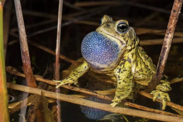 Framed Print : American Toad (Anaxyrus americanus) with vocal sac inflated while chorusing in a vernal pond at night, Thornton, Ontario, Canada Framed Print : American Toad (Anaxyrus americanus) with vocal sac inflated while chorusing in a vernal pond at night, Thornton, Ontario, Canada
