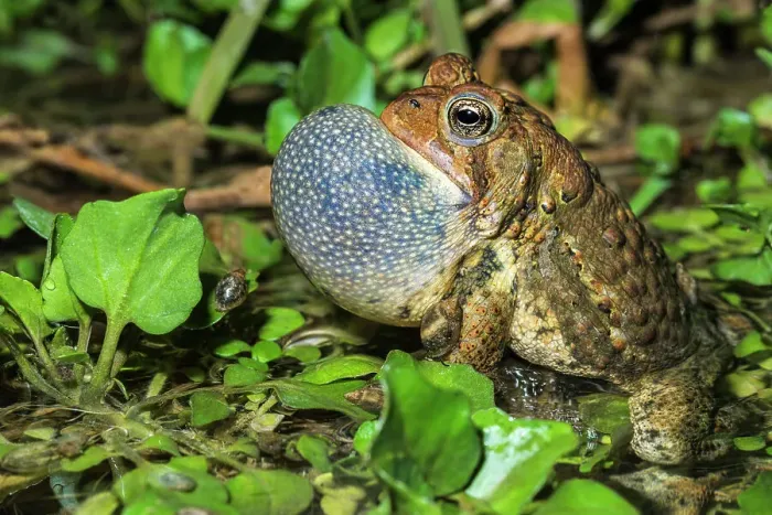 Framed Print : American Toad (Anaxyrus americanus) with vocal sac inflated while chorusing in a vernal pond at night, Thornton, Ontario, Canada Framed Print : American Toad (Anaxyrus americanus) with vocal sac inflated while chorusing in a vernal pond at night, Thornton, Ontario, Canada