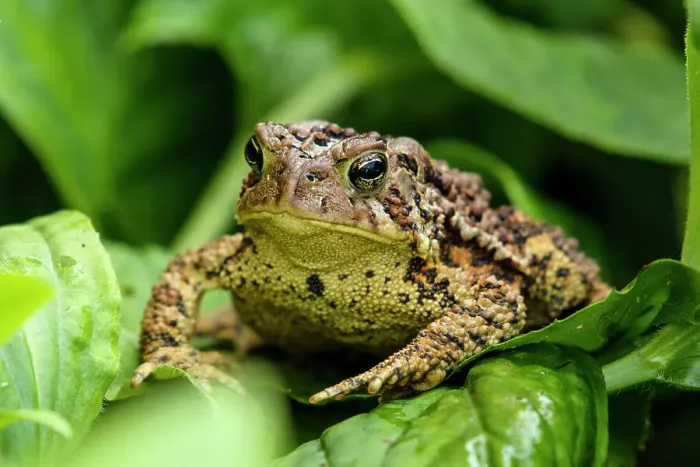 Framed Print : American Toad - Bufo americanus. Large specimen inhabiting an outdoor garden, Greater Sudbury, Ontario, Canada Framed Print : American Toad - Bufo americanus. Large specimen inhabiting an outdoor garden, Greater Sudbury, Ontario, Canada