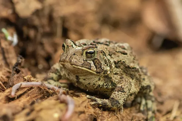 Framed Print : American toad (Bufo americanus), Greater Sudbury, Ontario, Canada Framed Print : American toad (Bufo americanus), Greater Sudbury, Ontario, Canada