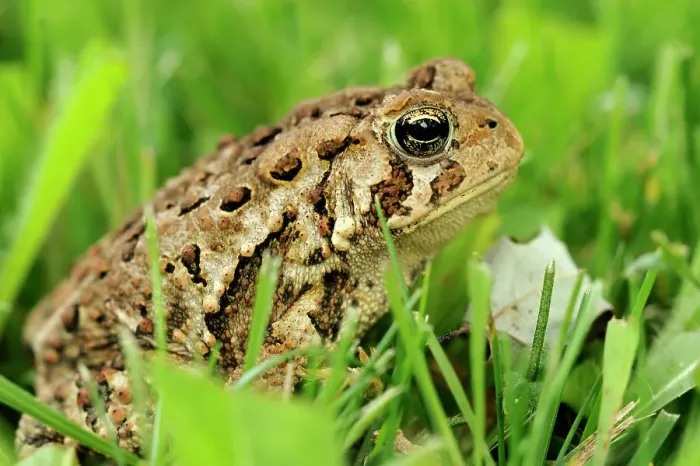 Framed Print : American toad (Bufo americanus) in lawn, Greater Sudbury, Ontario, Canada