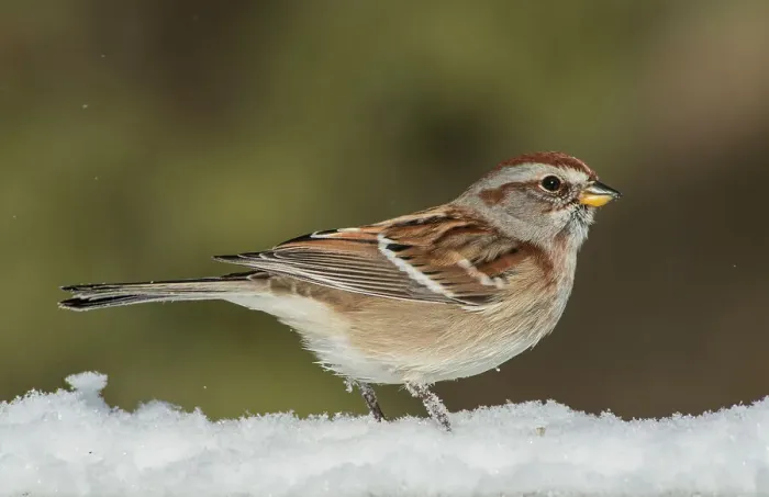 Framed Print : American Tree Sparrow (Spizelloides arborea) in winter Framed Print : American Tree Sparrow (Spizelloides arborea) in winter
