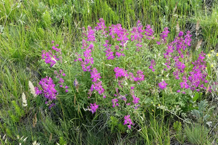 Framed Print : American vetch (Vicia americana) on Fescue prairie. Waterton National Park, Alberta, Canada Framed Print : American vetch (Vicia americana) on Fescue prairie. Waterton National Park, Alberta, Canada