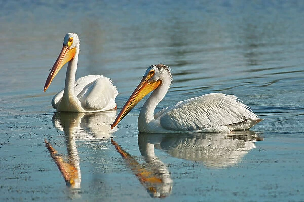 American white pelican ( Pelecanus erythrorhynchos) in man-made pond Winnipeg, Manitoba, Canada