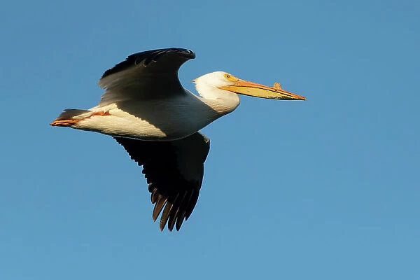 American white pelican (Pelecanus erythrorhynchos) in flight Winnipeg, Manitoba, Canada
