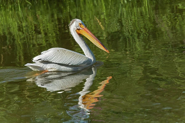 American white pelican (Pelecanus erythrorhynchos) in Lake Winnipeg. Willow Island, Manitoba, Canada