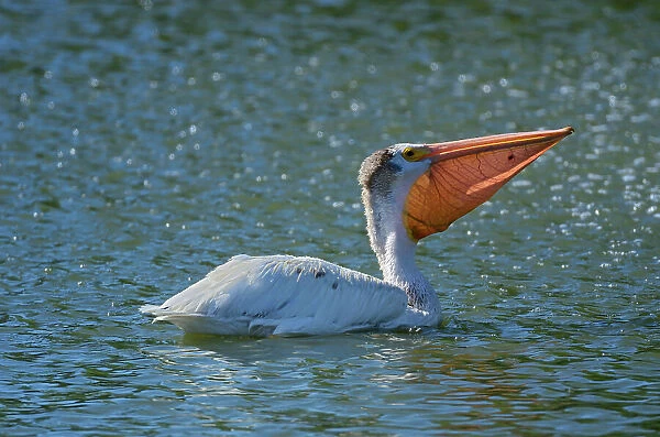 American white pelican (Pelecanus erythrorhynchos) in man-made pond by the fountain Winnipeg, Manitoba, Canada