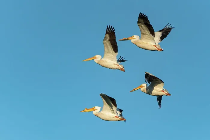 Framed Print : American white pelican (Pelecanus erythrorhynchos) in flight Winnipeg, Manitoba, Canada Framed Print : American white pelican (Pelecanus erythrorhynchos) in flight Winnipeg, Manitoba, Canada