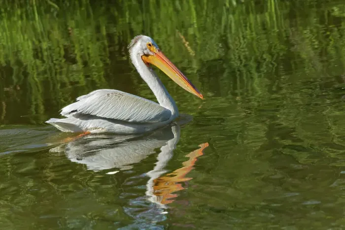Framed Print : American white pelican (Pelecanus erythrorhynchos) in Lake Winnipeg. Willow Island, Manitoba, Canada